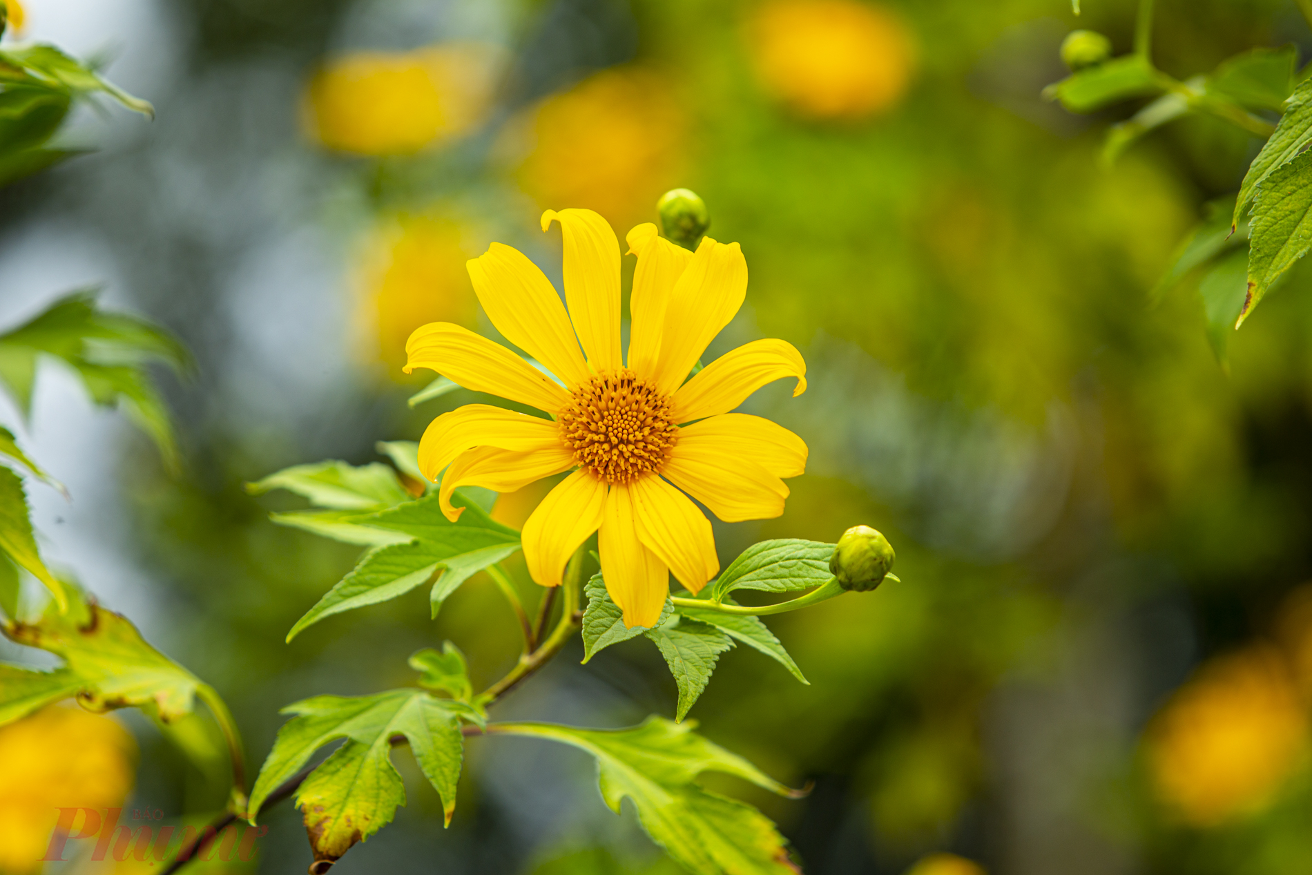 La saison des tournesols sauvages est comme un soleil éclatant sur les montagnes et les forêts de Ba Vi