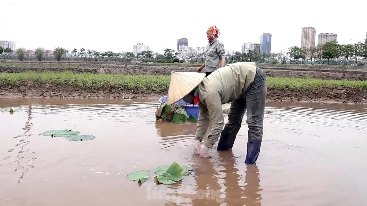 Hàng nghìn mầm sen Bách Diệp được trồng khôi phục tại Hồ Tây như thế nào? ảnh 10