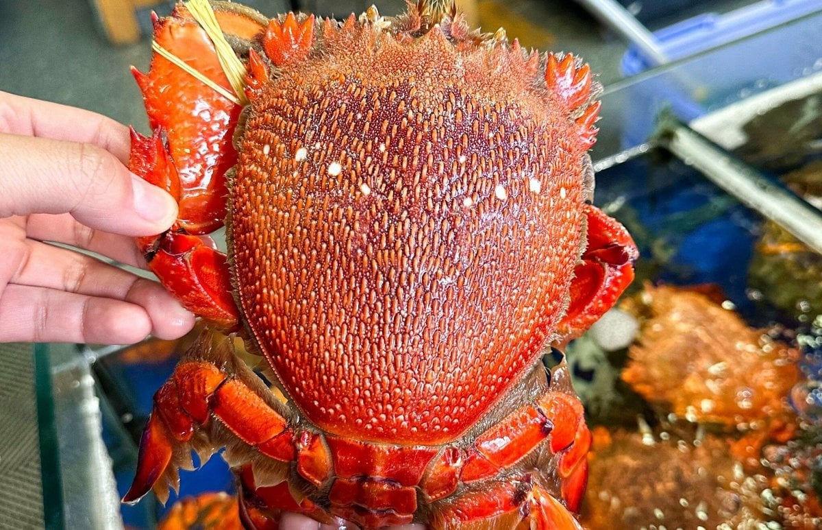 Nearly 2 million VND for a red king crab