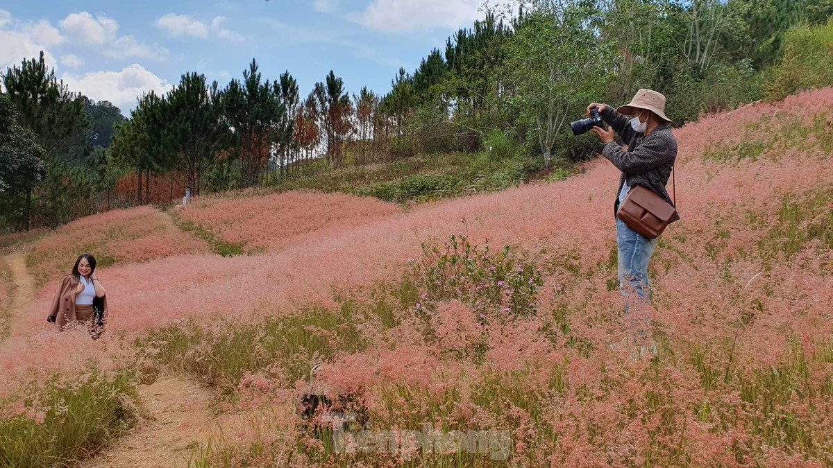 Régalez vos yeux avec les belles collines d'herbe rose de Da Lat, photo 10