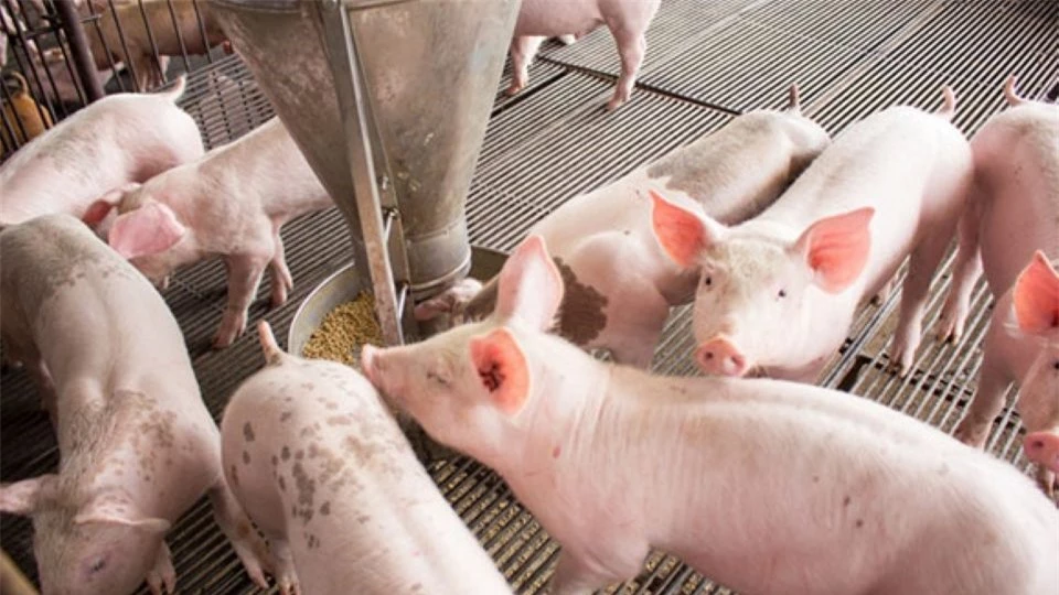 Pig price on November 10, 2024: Pig market shows signs of improvement