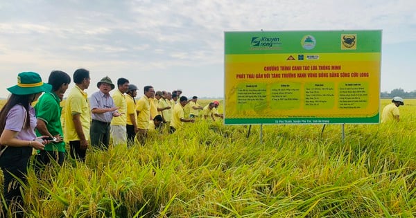 Why is it necessary to improve the capacity of farmers, cooperatives, and partners to successfully implement the 1 million hectare high-quality rice project?