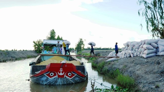 Aumenta la demanda de exportación de arroz y el arroz vietnamita sigue ganando licitaciones