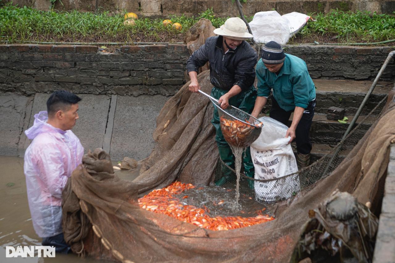 Lội bùn giăng lưới thu hoạch cá chép đỏ trước ngày ông Táo lên chầu trời - 3