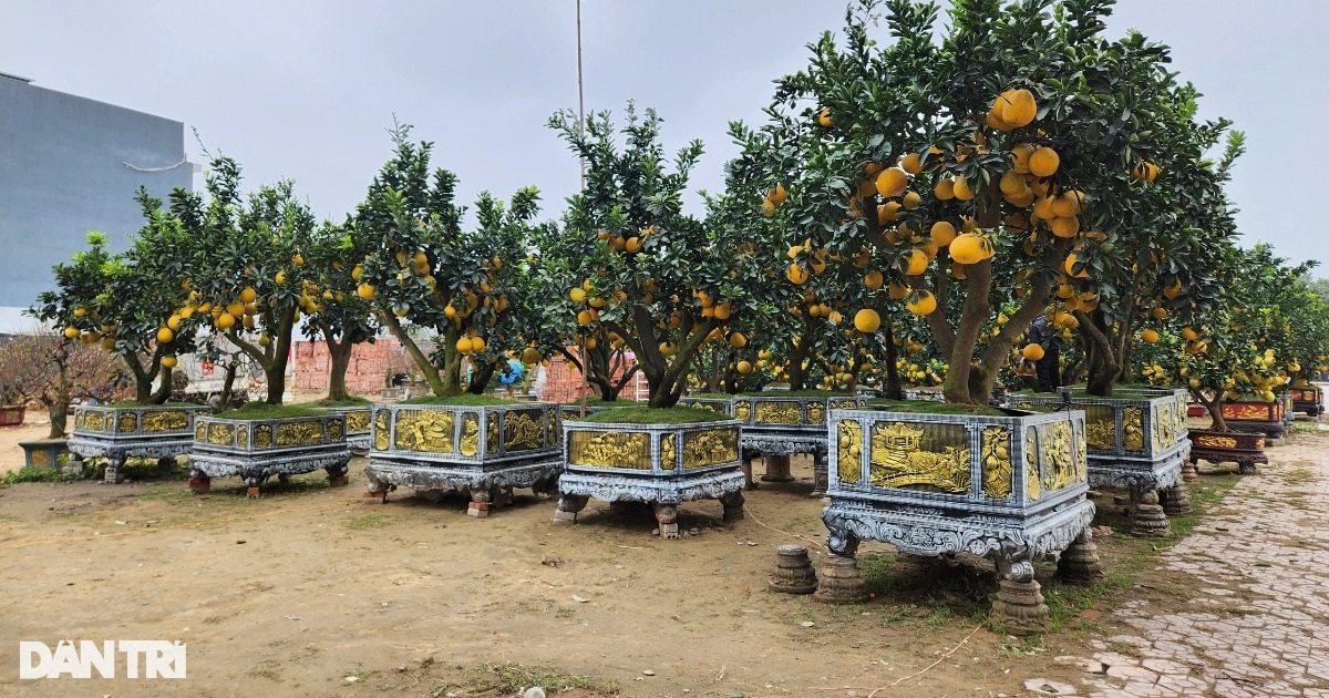 El pomelo Tam Da mide más de 4 metros de altura y su precio es de 80 millones de VND.