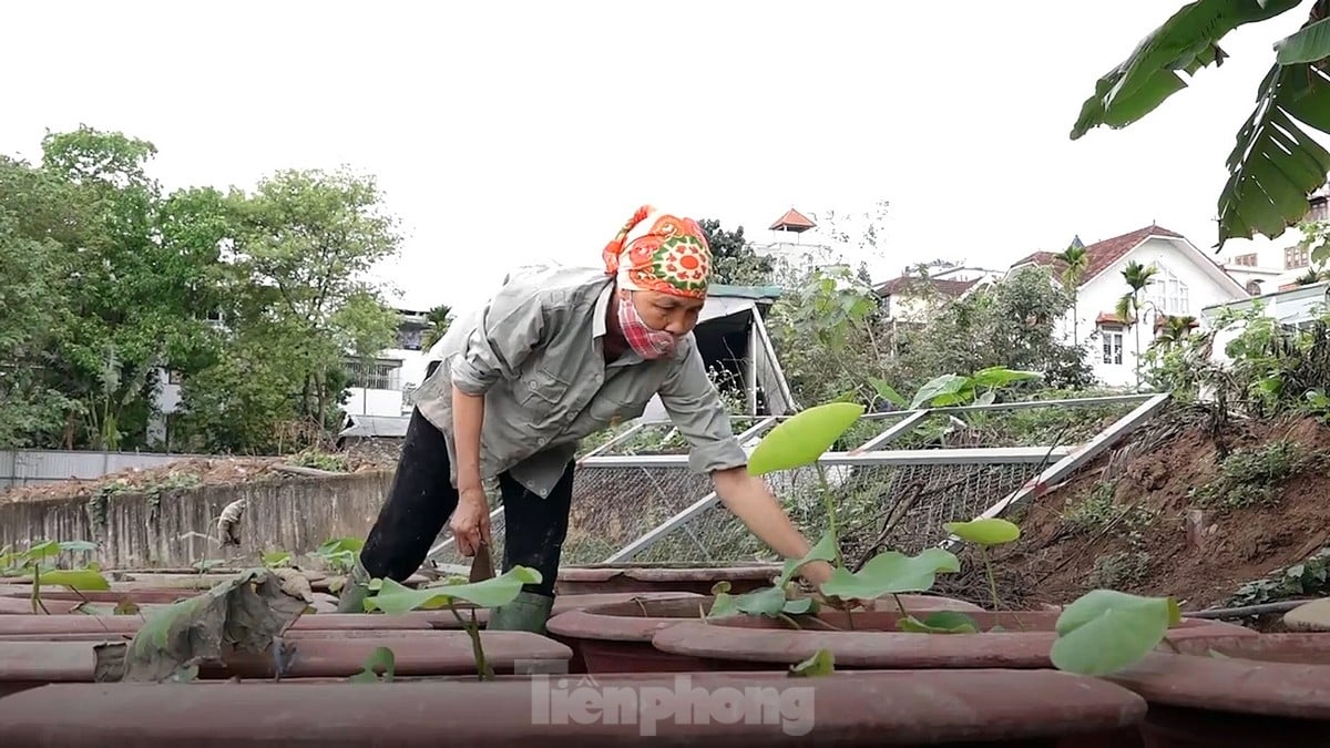 Hàng nghìn mầm sen Bách Diệp được trồng khôi phục tại Hồ Tây như thế nào? ảnh 2