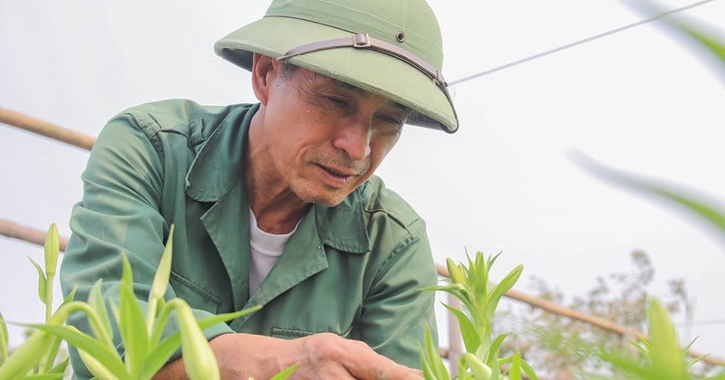 Hoa loa kèn được giá, nhà vườn lại kém vui