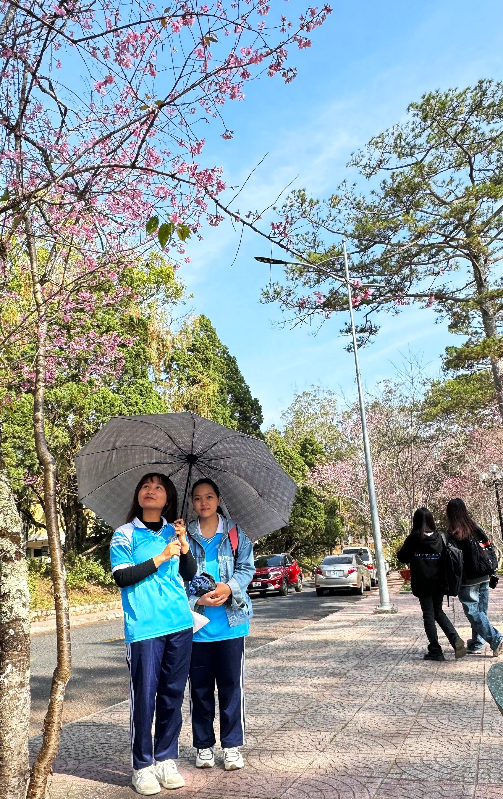 동남아에서 가장 아름다운 풍경을 가진 학교를 분홍색으로 물들이는 꽃 사진 8