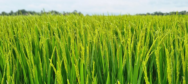 Une variété de riz à indice glycémique extrêmement bas a été découverte.