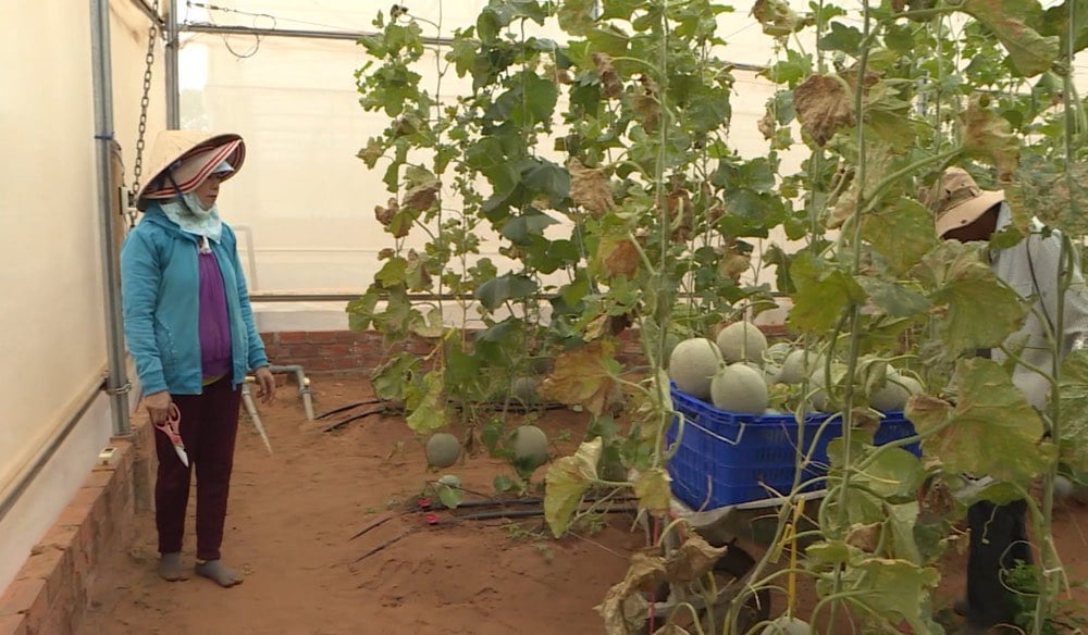 Les gens récoltent des melons de haute technologie. Photo : Duy Tuan