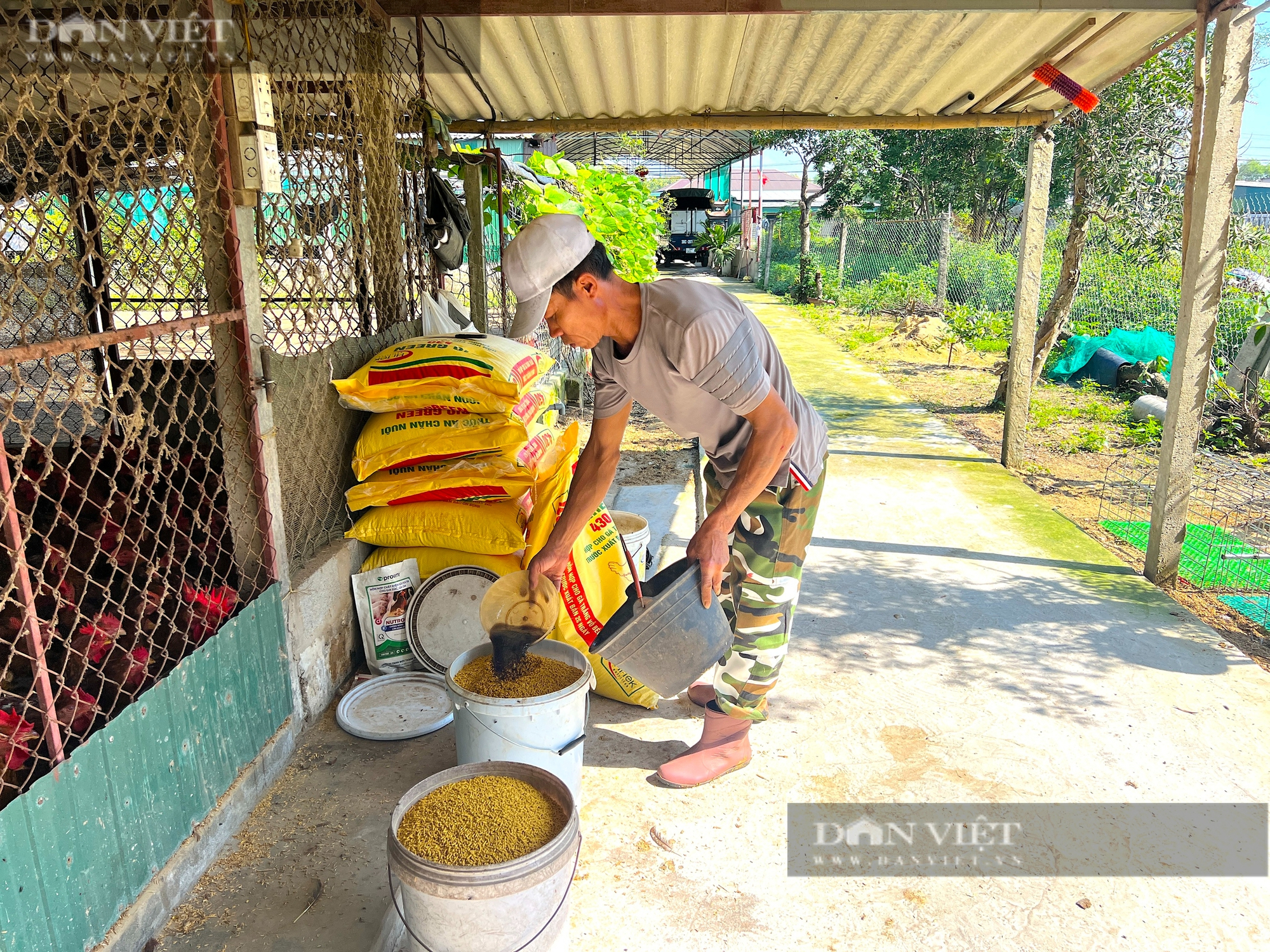 Nông dân Hà Tĩnh vỗ béo giống gà “siêu lớn” đón Tết cổ truyền - Ảnh 7.