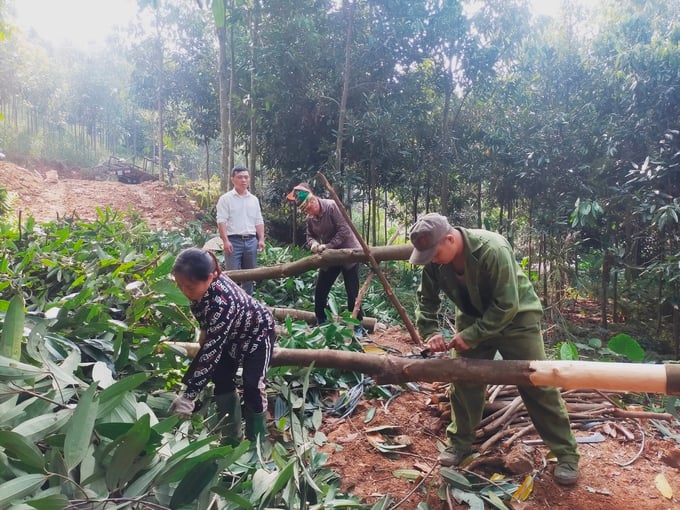 Người dân xã Đào Thịnh, huyện Trấn Yên thu hoạch quế vỏ. Ảnh: Thanh Tiến.