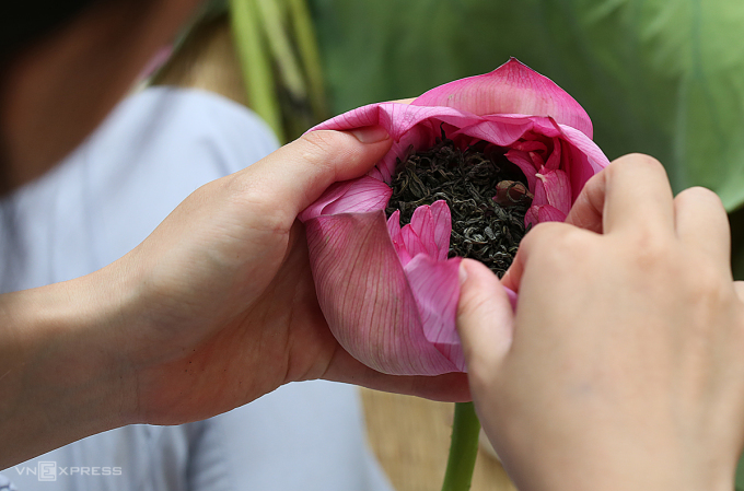 Le thé de lotus du lac de l'Ouest est considéré comme la quintessence du thé vietnamien et possède une valeur économique de plus en plus élevée. Photo : Ngoc Thanh