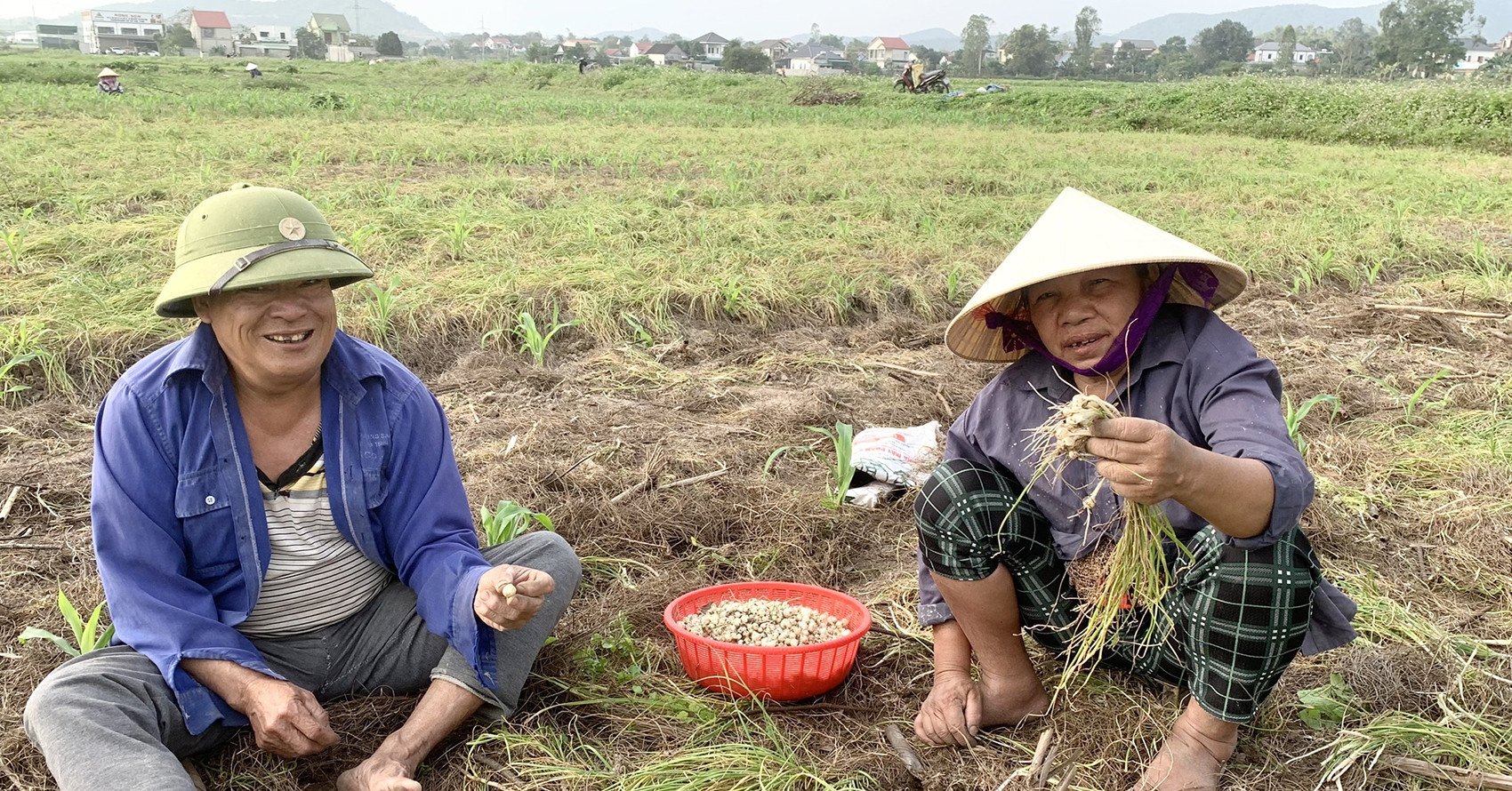 Đặc sản xứ Nghệ đầu mùa, thương lái mua giá cao gấp 2 lần