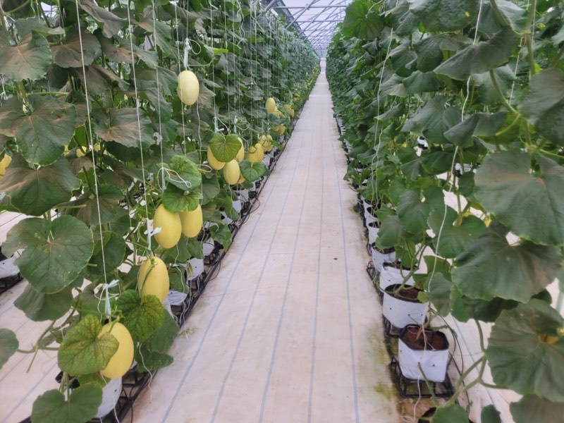 Jardin de melons de haute technologie à Binh Thuan. Photo : Duy Tuan