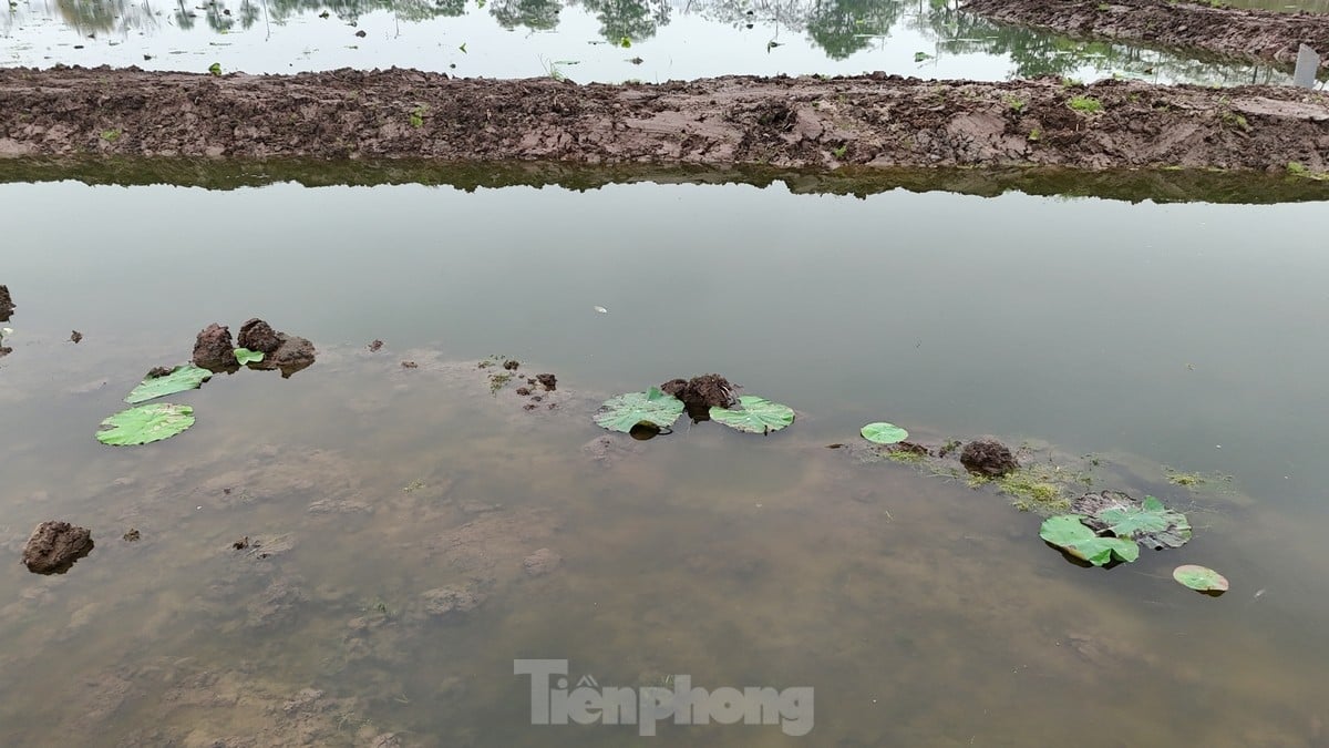 Hàng nghìn mầm sen Bách Diệp được trồng khôi phục tại Hồ Tây như thế nào? ảnh 4