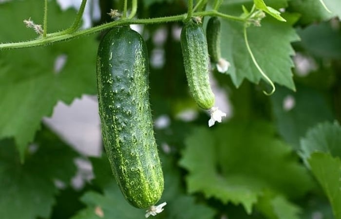 Why do you have to rub both ends when eating cucumber? - 3