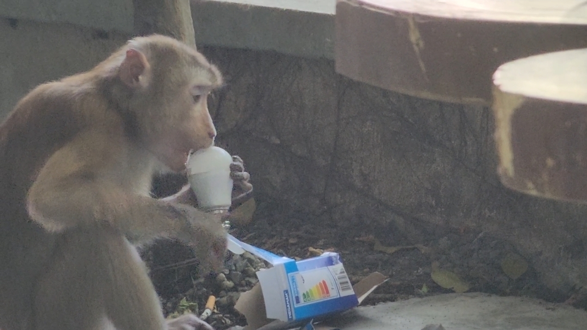 ホーチミン市でサルが男性を噛む