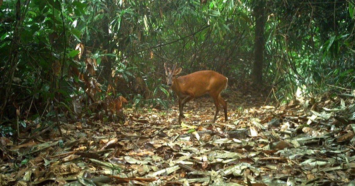 Discovered a series of animals "more precious than gold" in Vu Quang National Park