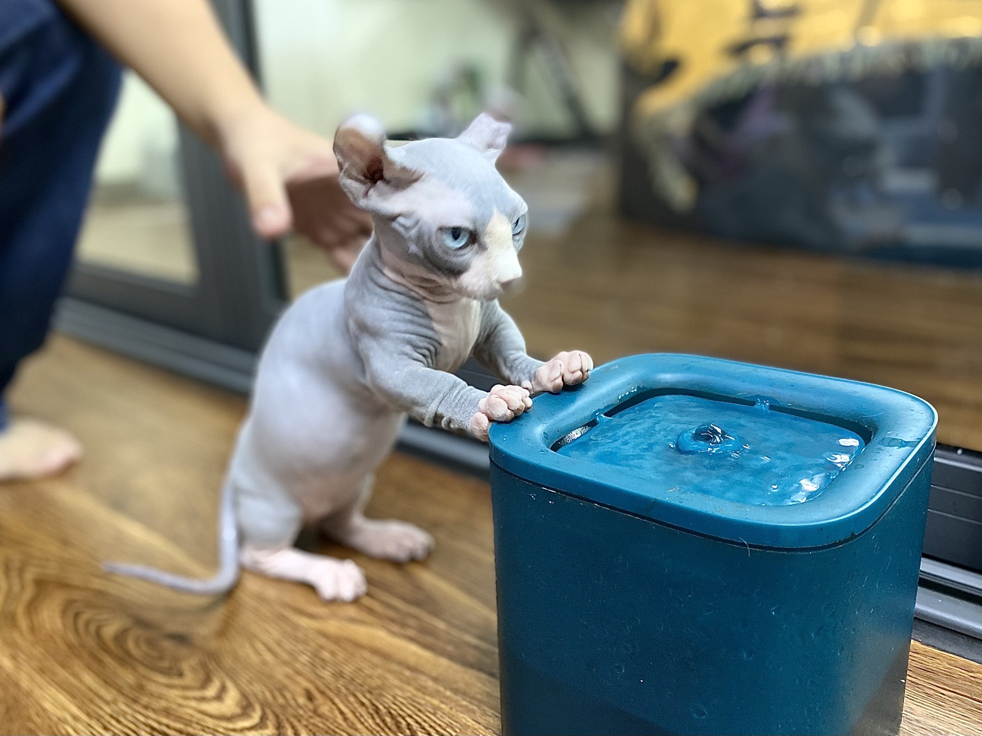 9x Mädchen besitzt milliardenschwere haarlose Katzenfarm Foto 3