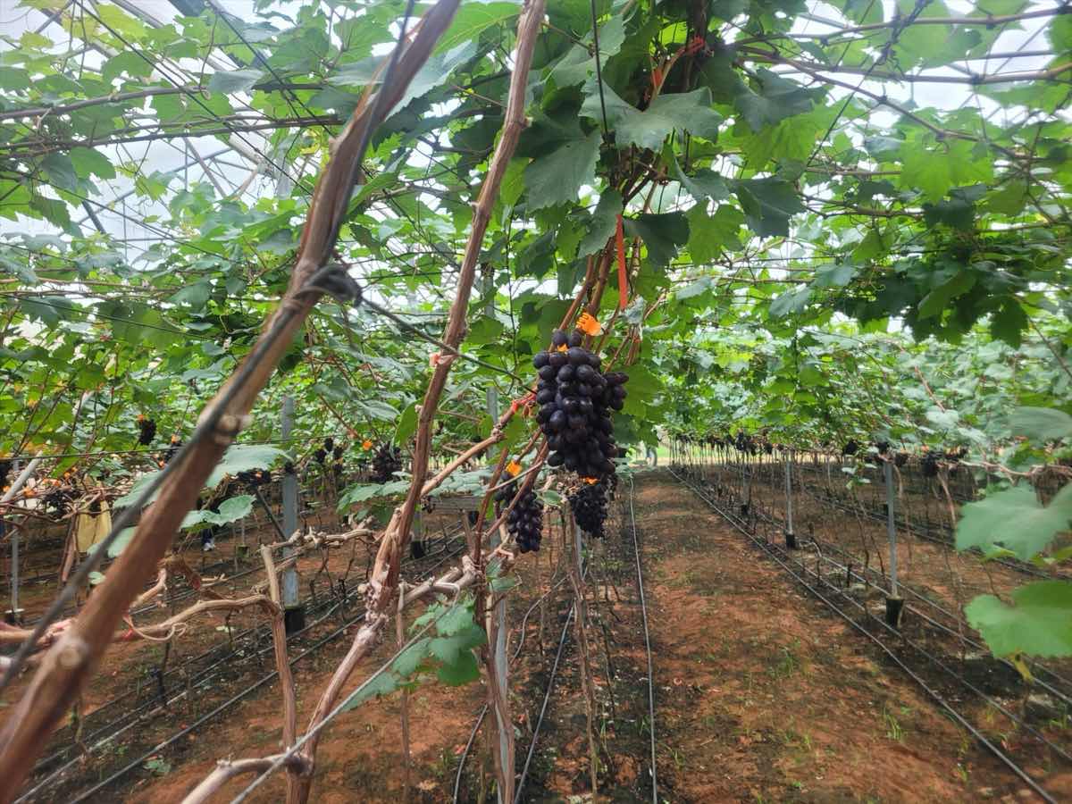 Culture de raisin de haute technologie dans des serres à Binh Thuan. Photo : Duy Tuan