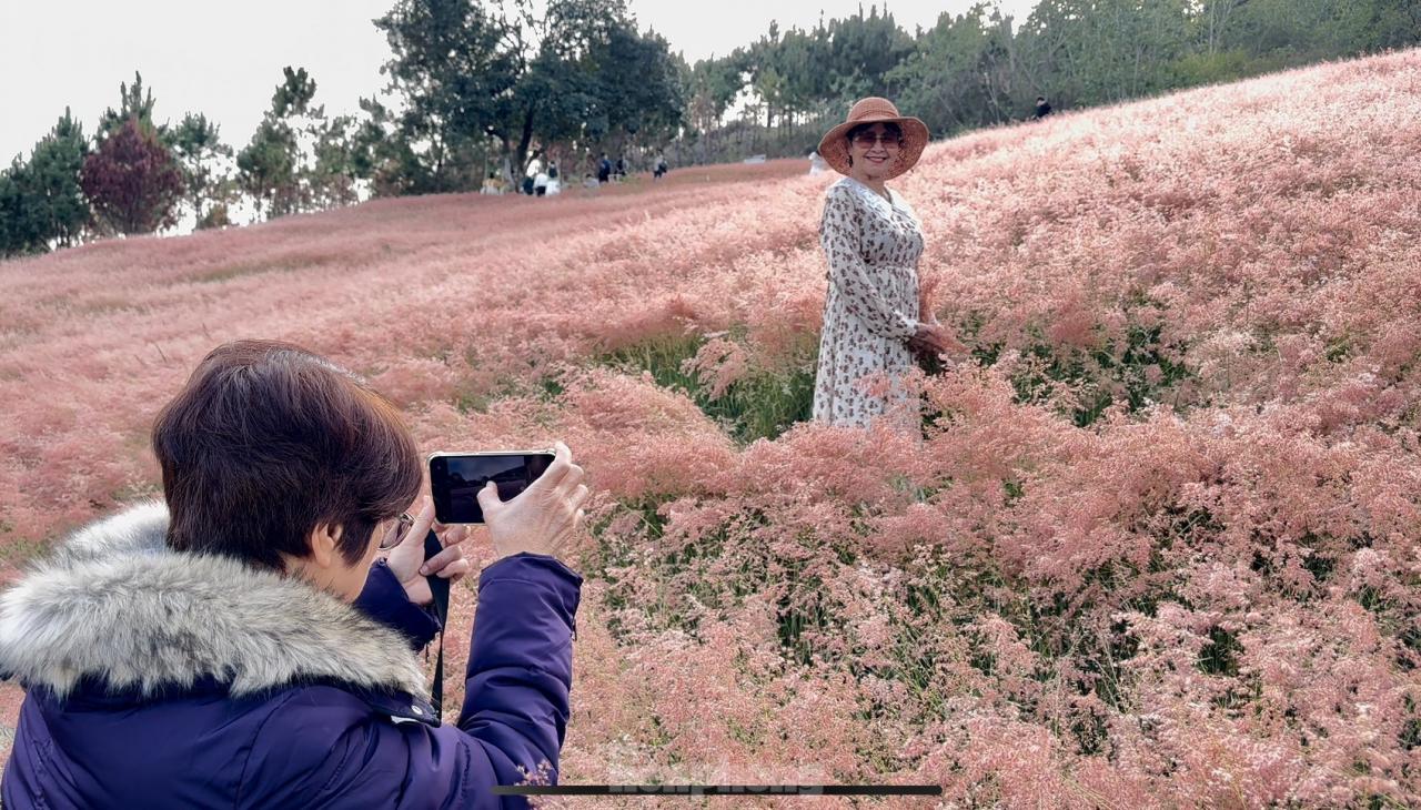 Régalez vos yeux des magnifiques collines d'herbe rose de Da Lat, photo 7