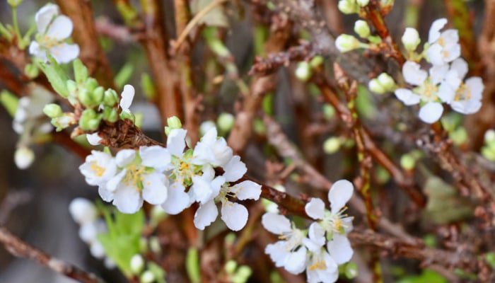 ハノイの街路に梨と梅の花が咲き誇る