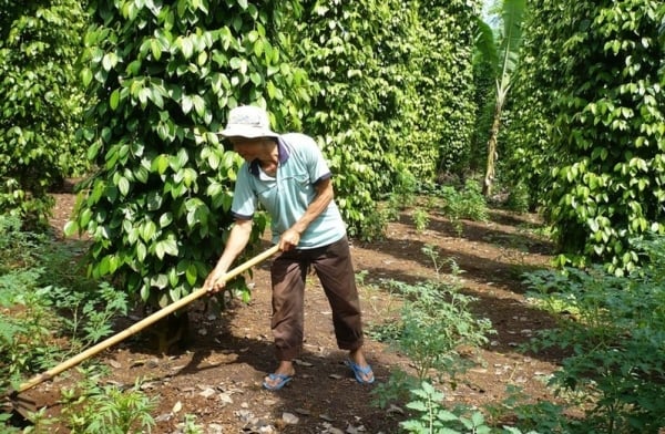 Trong nước ổn định; giá tiêu đen xuất khẩu giảm mạnh ở các nước