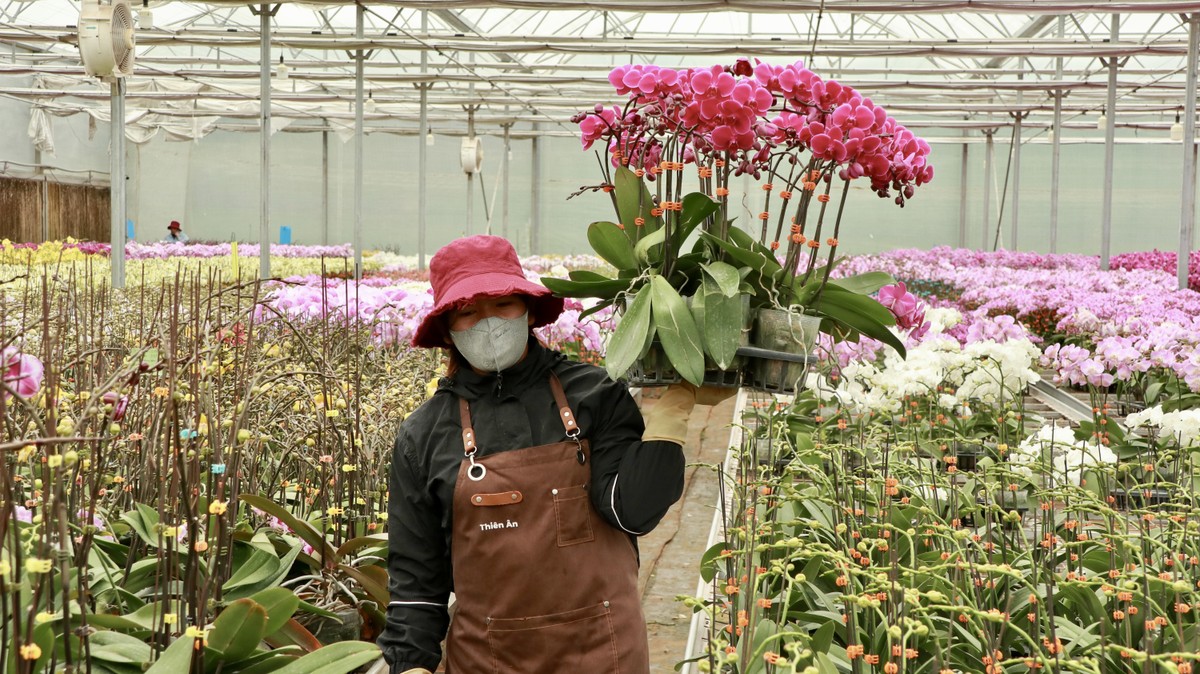 Los pueblos de flores de lujo en Lam Dong están muy concurridos durante la temporada del Tet, foto 2