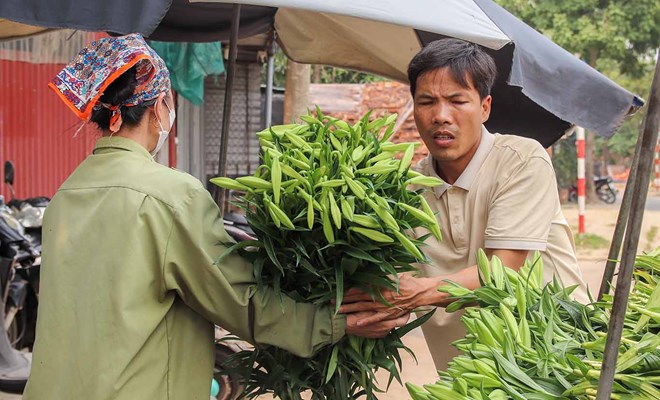 Hoa loa kèn được giá, nhà vườn lại kém vui