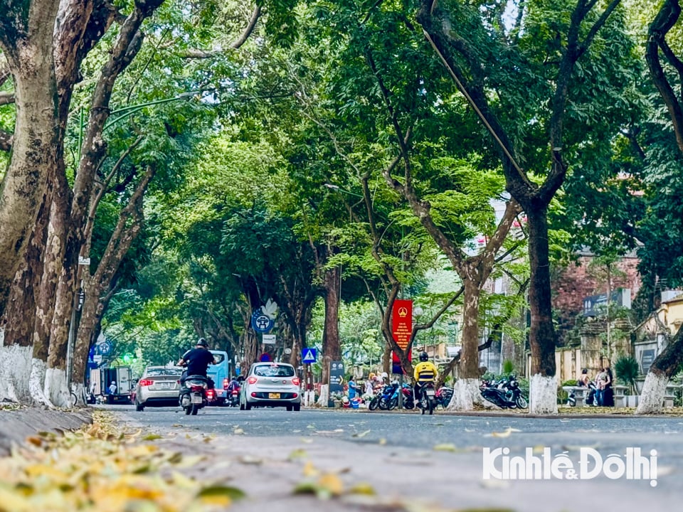 Die Phan Dinh Phung Straße im Sommer. Das gefallene Krokodil fasziniert die Menschen nicht nur durch seine wunderbare Schönheit, sondern ist auch ein abgelegener Ort, um emotionale Momente zu erleben.