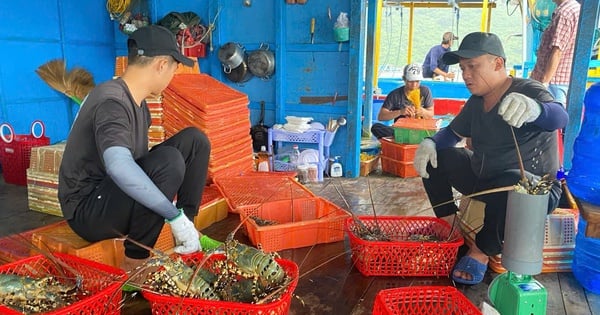 Thương nhân Trung Quốc chỉ thu mua tôm hùm nhỏ, ngư dân Khánh Hòa, Phú Yên như ngồi trên đống lửa