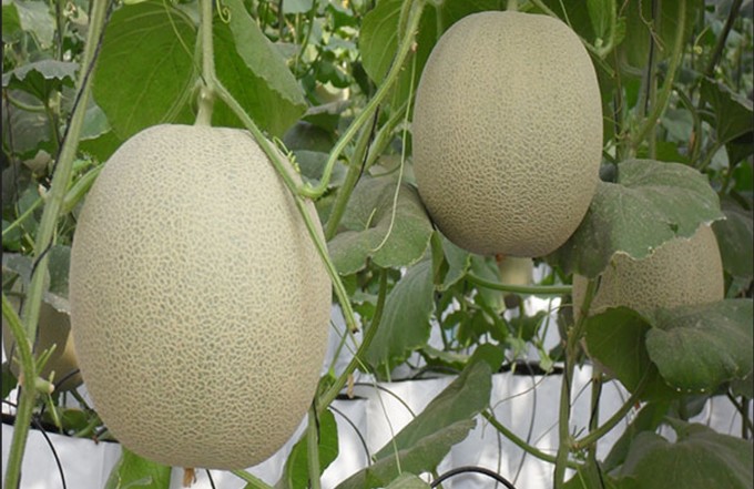 Melons grown using the high-tech model of the Center for High-Tech Agricultural Research and Development (Ho Chi Minh City High-Tech Agricultural Zone). Photo: AHRD