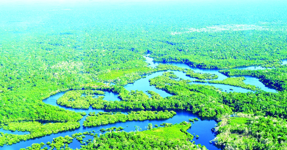 Arrepentimiento por el bosque primigenio | Periódico Saigon Giai Phong