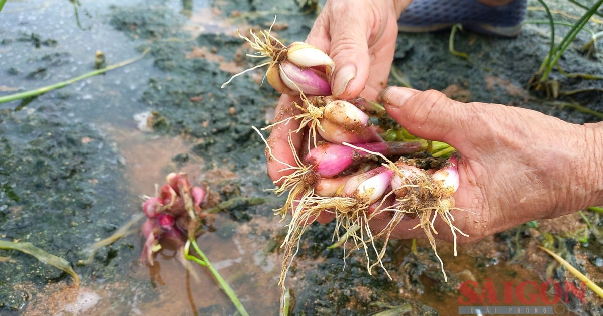 Quang Ngai : les producteurs d'oignons subissent de lourdes pertes en raison des fortes pluies