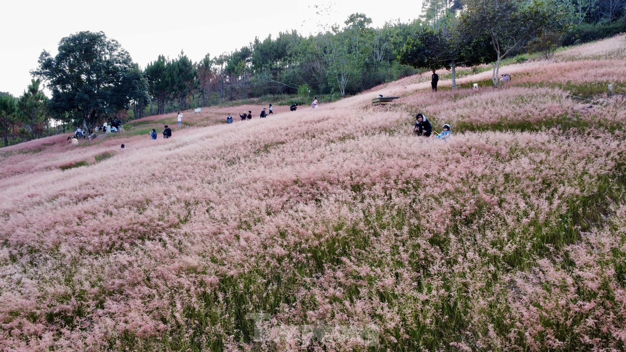 Régalez vos yeux des magnifiques collines d'herbe rose de Da Lat, photo 3