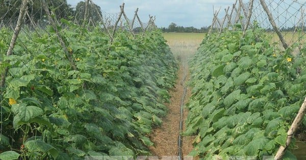 In the severe drought and salinity in the West, in Soc Trang, how can we irrigate with fresh water so that the cucumber fields are still green?