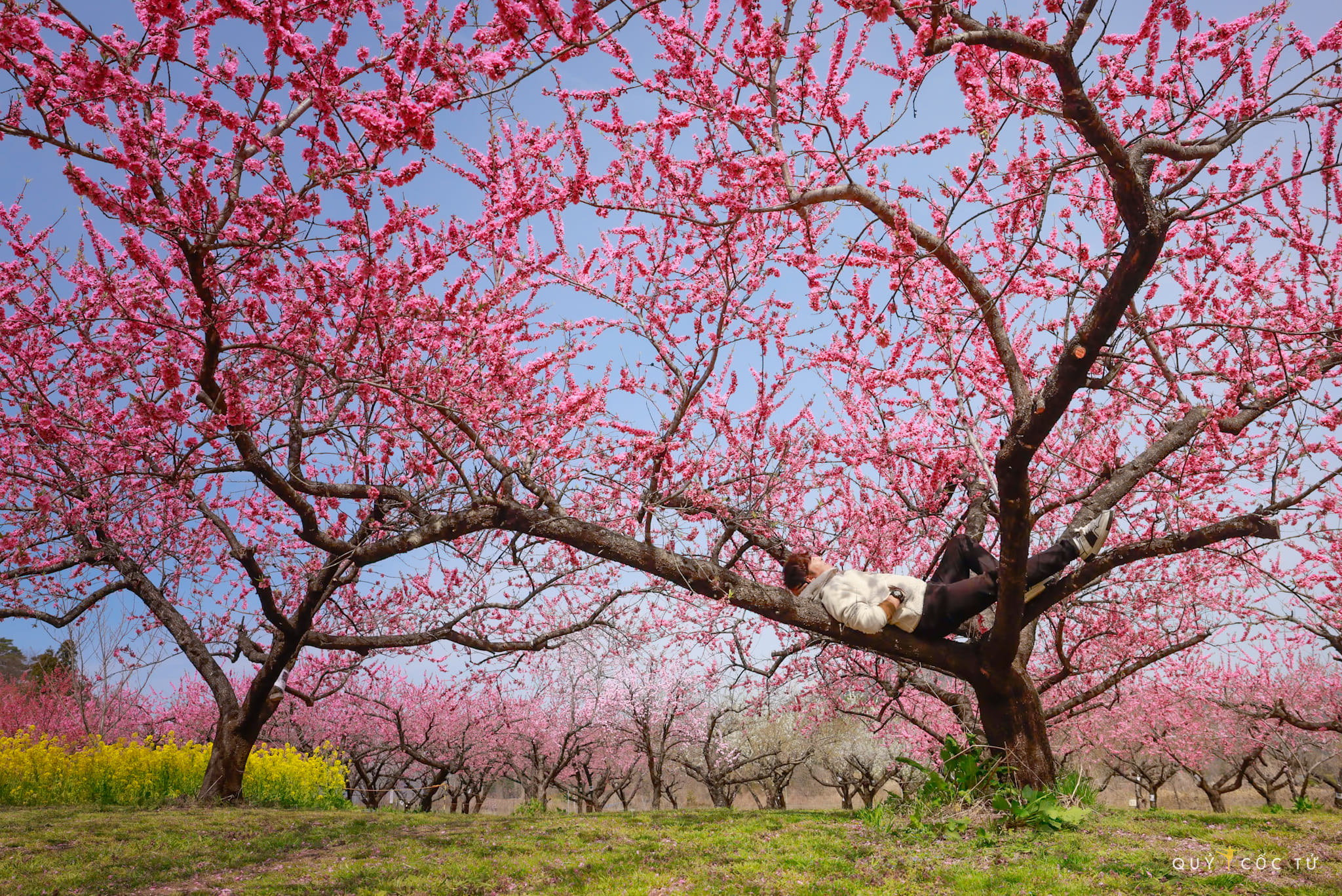 Als der Blogger Quy Coc Tu zum ersten Mal Kirschblüten in Fukushima sah, schilderte er seine Erfahrungen und Gefühle: „Die beste Zeit, um sie zu sehen, ist am frühen Morgen, wenn die Morgensonne milde ist.“ Der Pfirsichgarten ist gerade erwacht, aber nach einem tiefen Schlaf noch schüchtern, und auf jedem Blütenblatt klebt noch der Morgentau. Und am Boden fallen Tausende von Rosenblättern auf das grüne Gras und verströmen eine grenzenlose Liebe.  Rund um den Pfirsichblütengarten blühen Reihen von Senfblüten mit gelben Blüten, was der Szenerie noch mehr Charme verleiht.