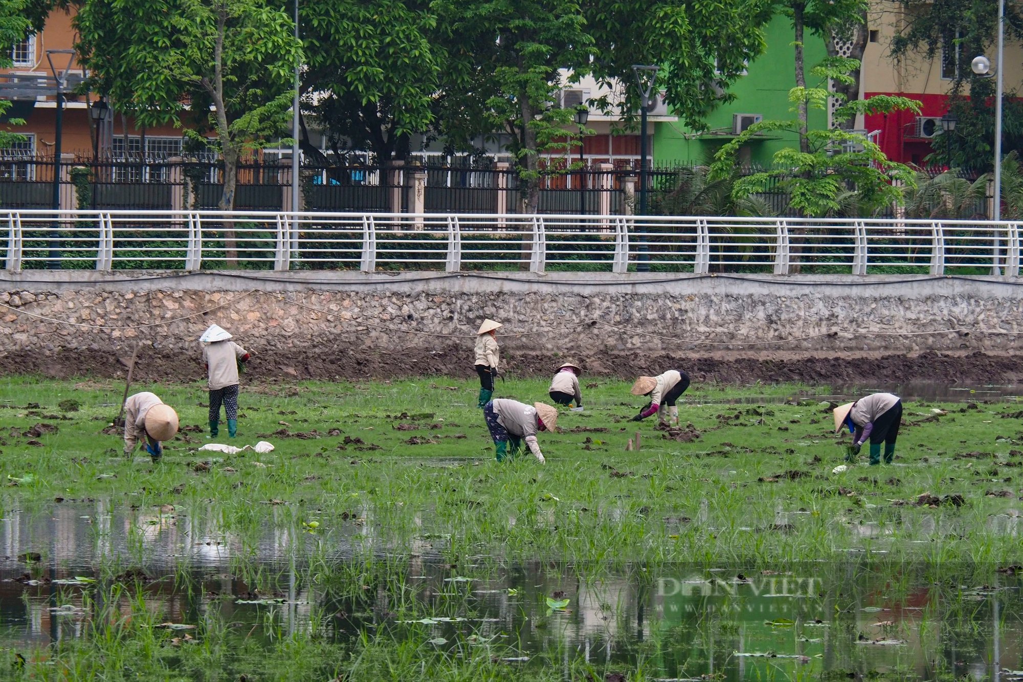 Cảnh lội bùn hồi sinh sen Bách Diệp thượng hạng ở hồ Tây - Ảnh 6.