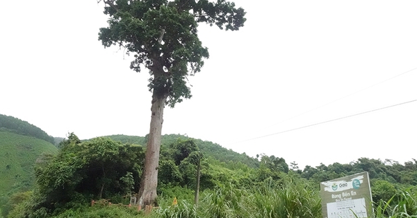 Dies ist ein fast 1.000 Jahre alter grüner Limettenbaum aus dem alten Wald von Thanh Hoa. Der uralte Baum ist über 50 m hoch.