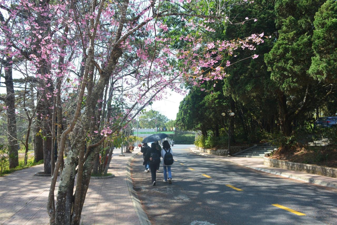 El clima aquí es templado, por lo que las flores de durazno de Dalat suelen empezar a florecer a principios de la primavera, entre enero y febrero. Los cerezos en flor también son una señal de que la primavera se acerca a la ciudad de las miles de flores.