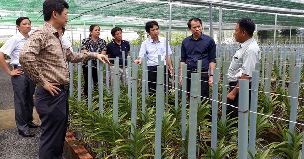 Da Nang soutient jusqu'à 2 milliards de VND pour chaque projet agricole de haute technologie.