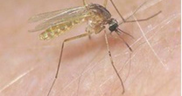 Advertencia sobre mosquitos transmisores de encefalitis aguda en niños