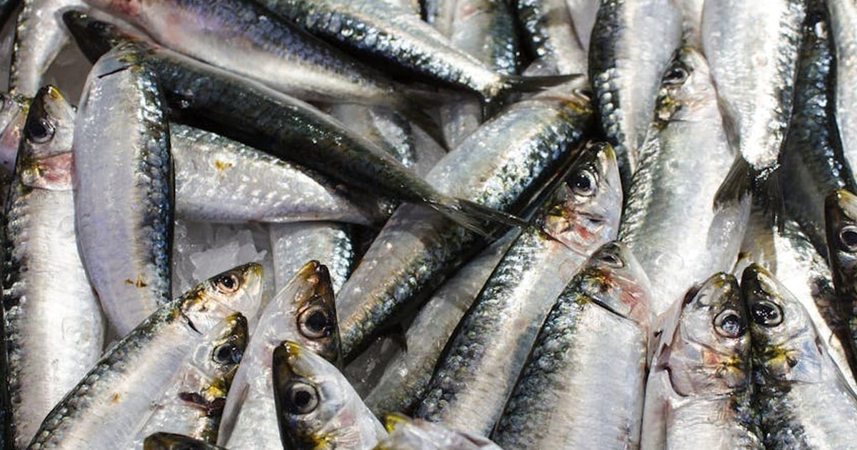 5 types of fish you should eat regularly to lose weight and visceral fat