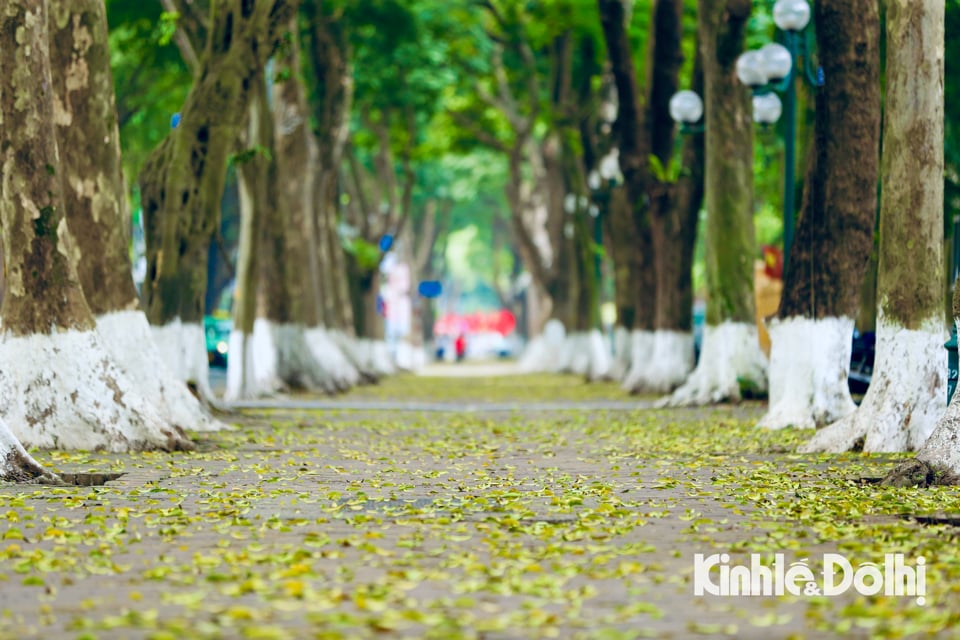 Der Gehweg ist mit einem Teppich bedeckt; Bunte Krokodile schaffen ein herrliches Bild in der Phan Dinh Phung Straße. Jeder, der vorbeikommt, kann die Ruhe und Stille spüren. Sanftheit der Jahreszeit Krokodil Herbst