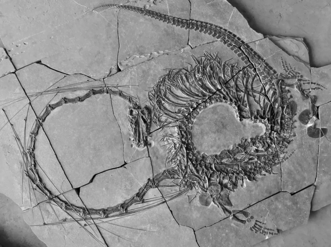 Hóa thạch Dinocephalosaurus orientalis với chiếc cổ dài. Ảnh: Bảo tàng Quốc gia Scotland