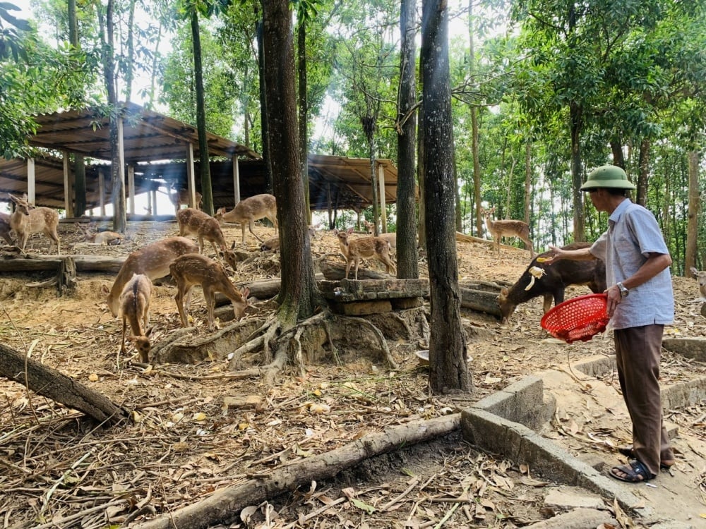 Giấc mơ không bị đánh bại!