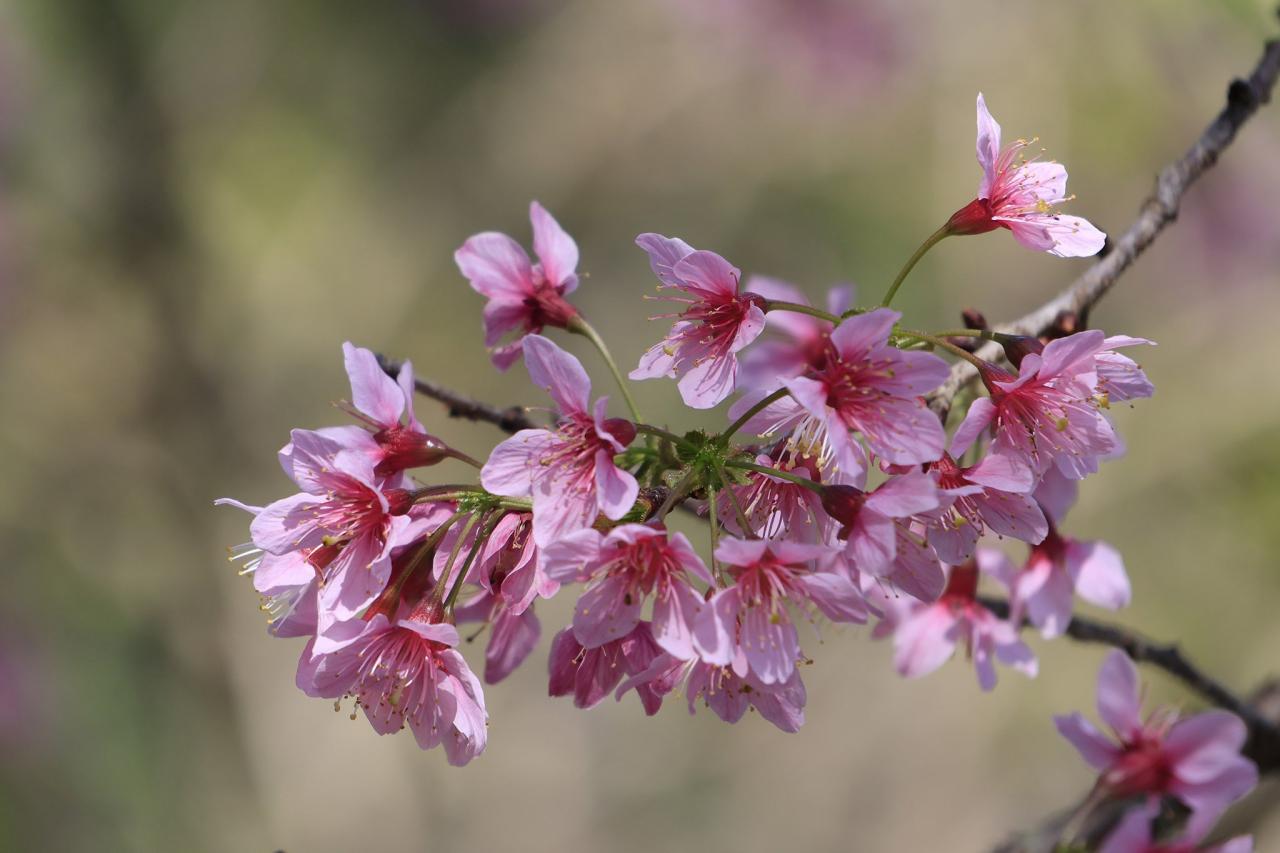 La Sra. Lan Nhi, turista de Hanoi, comentó: «La temporada de los cerezos en flor es también el momento en que las calles de Da Lat se tiñen de un poético color rosa». El impresionante paisaje natural, que parece una pintura, me provoca muchas emociones, tanto a mí como a muchos turistas que vienen a Da Lat.