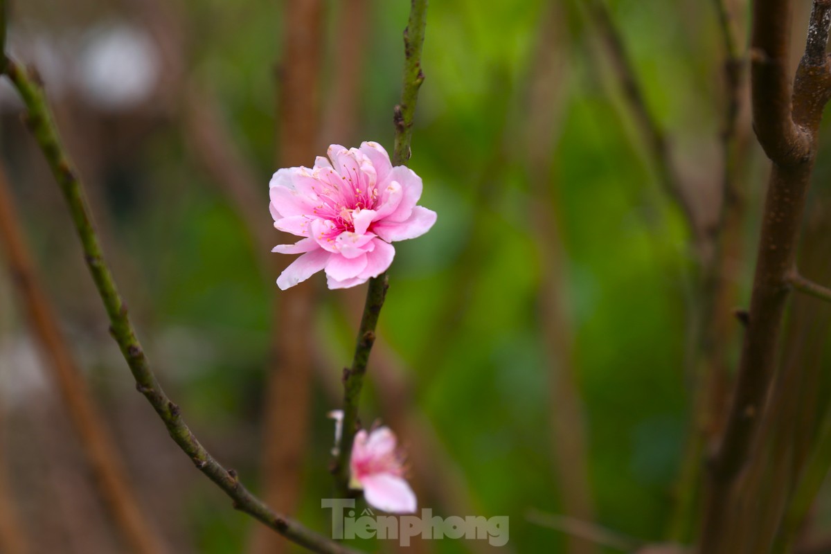 Stripping leaves, nurturing buds to bring spring colors photo 9