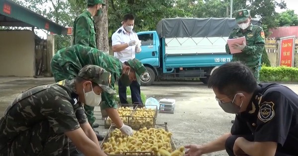 Ngăn chặn gia súc, gia cầm nhập lậu kiểu 'ném đá ao bèo’